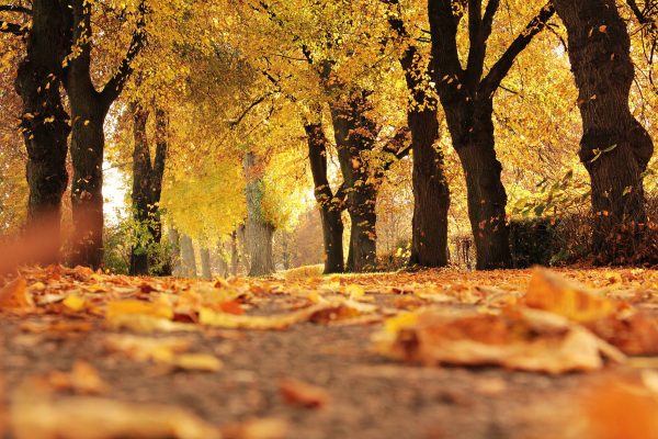 5 Simple Ways To Mentally Refresh This Fall