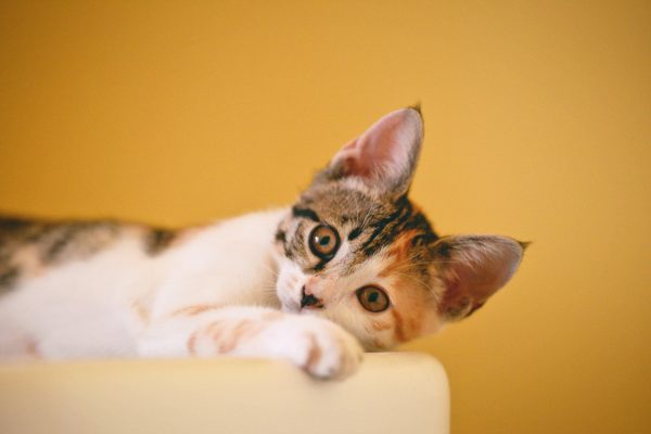 The Pros And Cons Of Having A Pet While Working In News