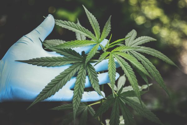 Why Is Smoking Marijuana So Common In Newsrooms These Days?